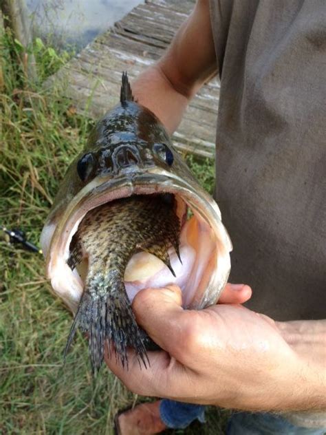 Yep Thats An 11 Inch Crappie In There And This Bucket Mouth Still