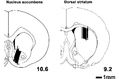 Schematic Illustration Showing The Locations Of The Probe In The