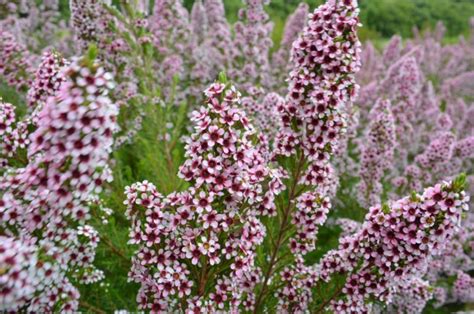 Australian Native Shrubs Gardening With Angus