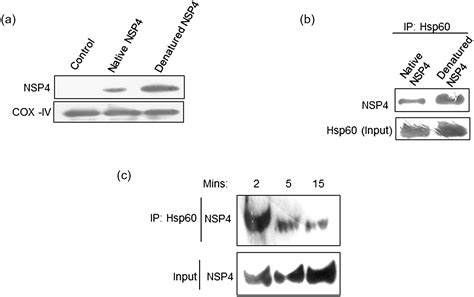 Tyrosine Phosphorylation Modulates Mitochondrial Chaperonin Hsp60 And