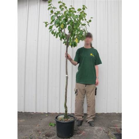 Plum tree 'Président' : buy Plum tree 'Président' / Prunus domestica Président