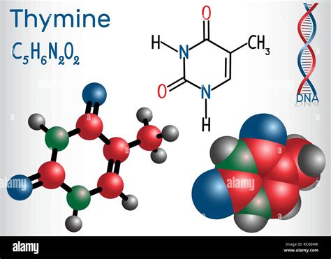 Thymin Dein Pyrimidin Nucleobase Grundeinheit Der Erbinformation In