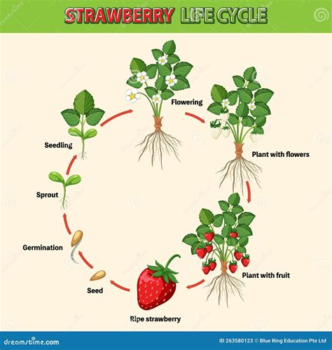 Life Cycle Of Strawberry Diagram Stock Vector Illustration Of Graphic