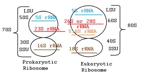 Do Bacteria Have Ribosomes Facts You Should Know Lambda Geeks