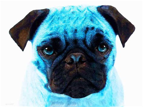 Blue Pug | PETSIDI