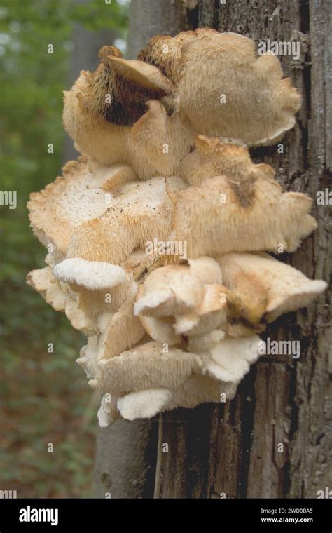 Tiered Tooth Fungus Spine Face Hericium Cirrhatum Creolophus