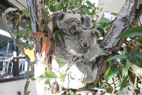 埼玉県こども動物自然公園 ゴールデンウィーク 2021 ウォーカープラス