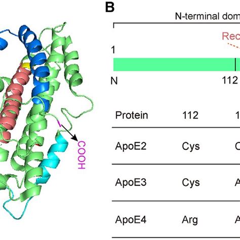 Structural Model Of Human ApoE Protein A Three Dimensional Structure