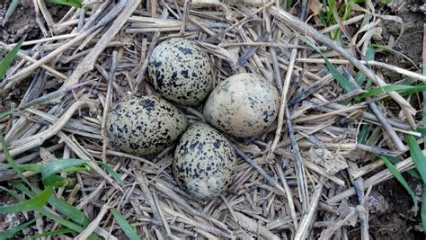 Free Images Nature Branch Wildlife Fauna Egg Bird Nest Eggs