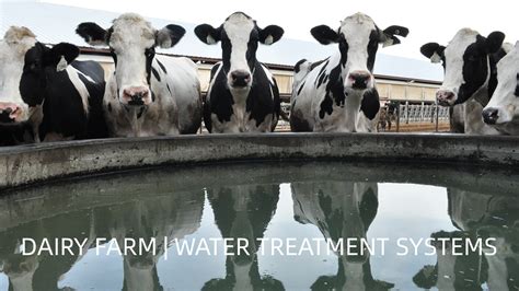 Water Treatment In Dairy Farm Ro Agua Water Treatment Solutions