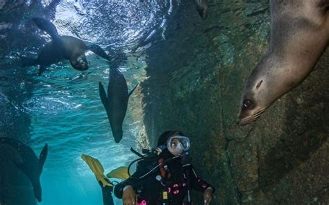 Scuba Diving & Snorkeling in Isla del Espiritu Santo: Book Tours ...