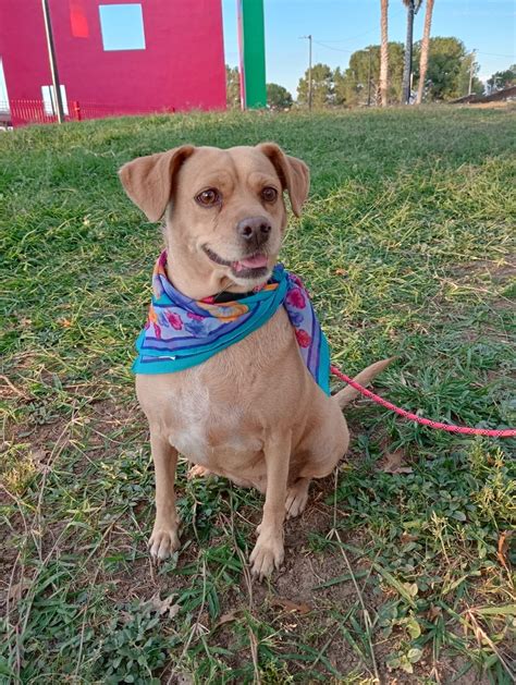 Dog for adoption - Panchita, a Beagle & Chihuahua Mix in Washington , DC | Petfinder