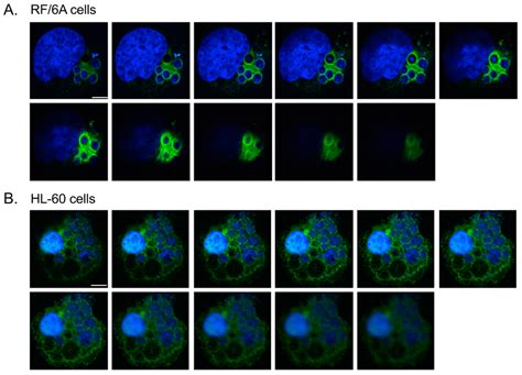 Veterinary Sciences Free Full Text Anaplasma Phagocytophilum