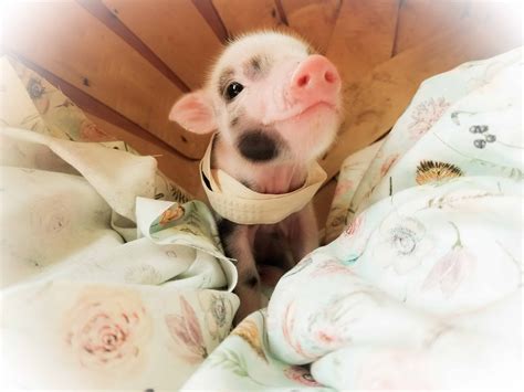 Teacup Pet Mini Pigs Also Known As Micro Piglets