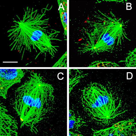 Spindle Pole Organization In Drosophila S2 Cells By Dynein Abnormal