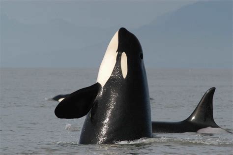 Orcas – The Whale Trail