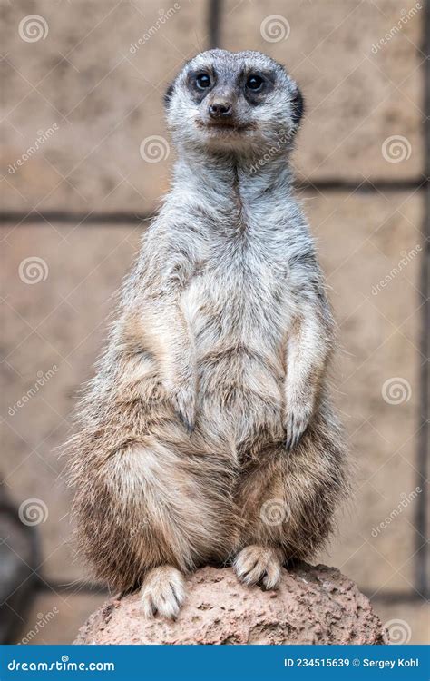 The Meerkat Sits On Its Hind Legs Stock Image Image Of Attentive