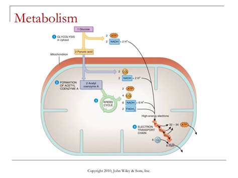 Lecture 10 nutrition and metabolism