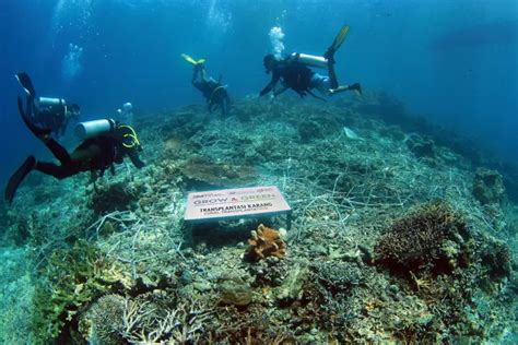 Peran Bri Peduli Terhadap Kesuksesan Kelompok Maratua Peduli Lingkungan