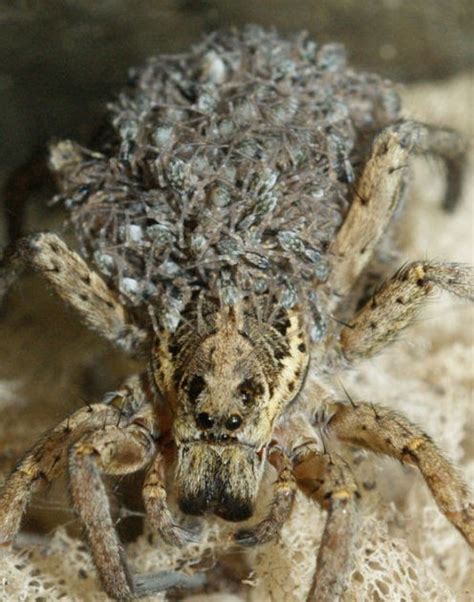 Luther Vandross Baby Wolf Spider Pictures