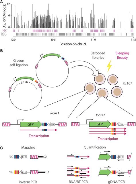 Clustering Of Drosophila Housekeeping Promoters Facilitates Their