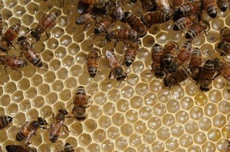 Neonicotinoid Pesticides Pose Deadly Threat To Bees New Studies