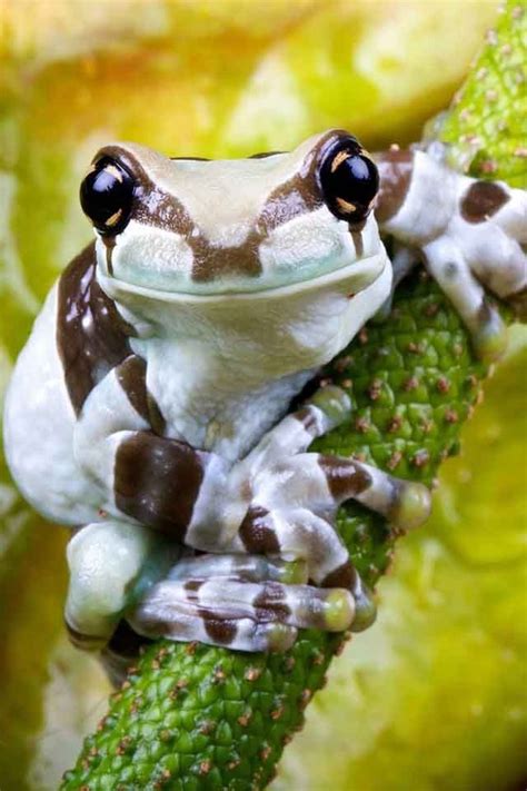 Cool Looking Frog Frog Animals Frog Pictures