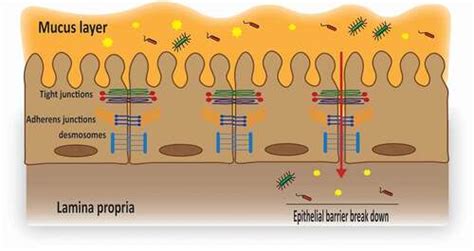 Full Article Epithelial Integrity Junctional Complexes And