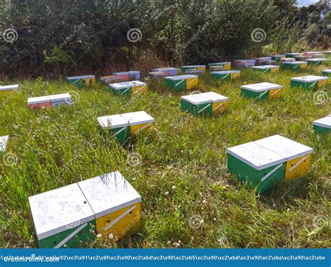 Apiary With Colored Hives For Bees That Extract Honey Stock Image Image Of Insect Closeup