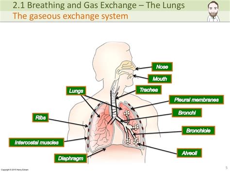 Lung Gas Exchange Diagram