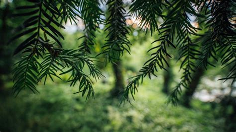 Closeup View Of Green Leaves Tree Branches In Blur Green Bokeh