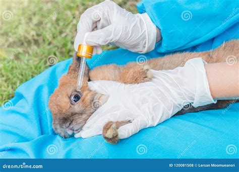 The Veterinarian Using Eye Drops for Treatment a Rabbit Stock Photo ...