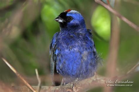 Photos of Tanagers / Fruteros - Thraupidae - Argentina