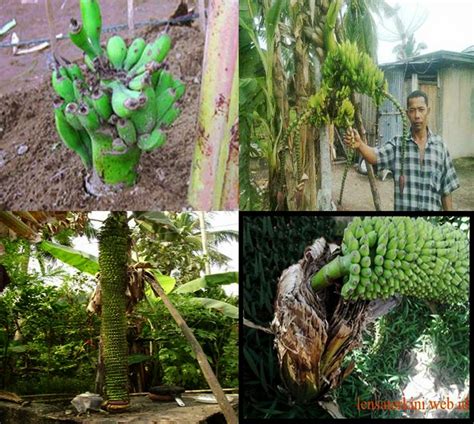 8 Pohon Pisang Yang Berbuah Paling Aneh Di Dunia Hari Hari Sehat Bersama