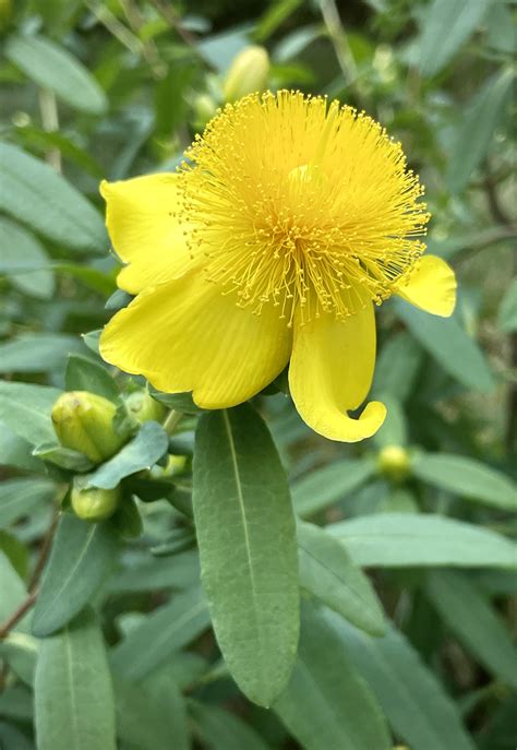 Shrubby St. John’s Wort (Hypericum prolificum) here in my Raleigh yard