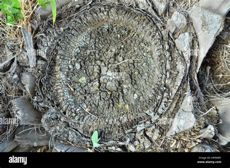 Decaying Fabric Of Rotting Palm Tree Stump Stock Photo Alamy