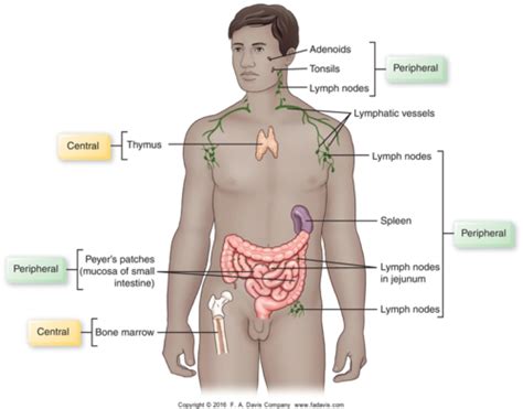 Unit 2 Problems Of Immune System A P Flashcards Quizlet