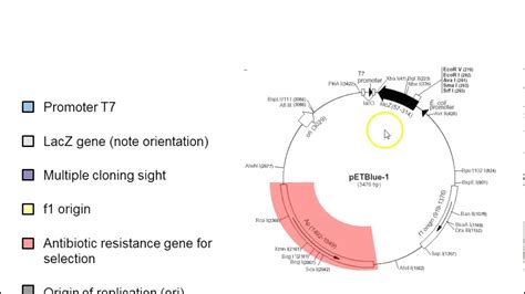 127 Plasmid Vector Images At