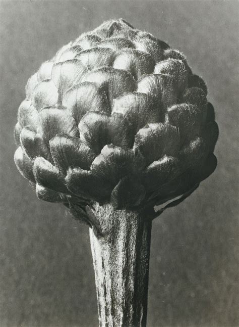 Karl Blossfeldt 1865 1932 Lot Karl Blossfeldt Karl Botanical Art