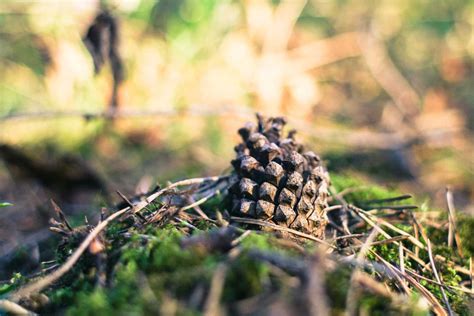 Pine Cone in Forest | Free Nature Image by picjumbo