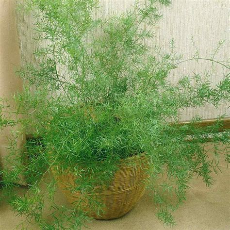 Chuxay Garden Asparagus Fern Seed 7 Seeds Asparagus