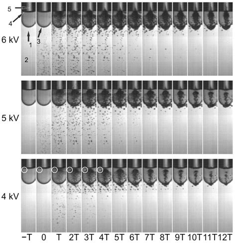 Effect of Shock Waves on the Growth of Aspergillus niger Conidia