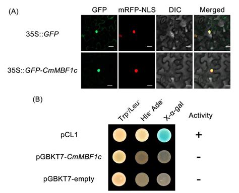 Subcellular Localization And Transactivation Analysis Of Cmmbf1c A Download Scientific