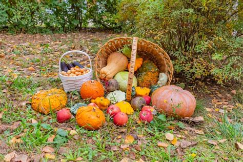 Harvested Harvest Of Vegetables And Fruits In Baskets In Autumn Stock