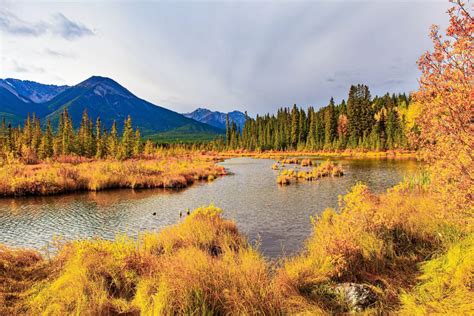 12 Ornamental Grasses That Steal the Show in Fall