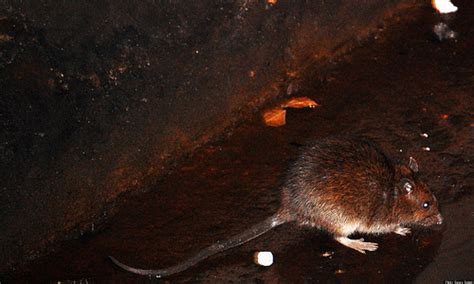 NYC Rats: Did Subway Vermin Survive Hurricane Sandy? | HuffPost