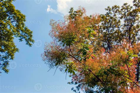 Cotinus coggygria, rhus cotinus, smoketree, smoke tree, smoke bush, or