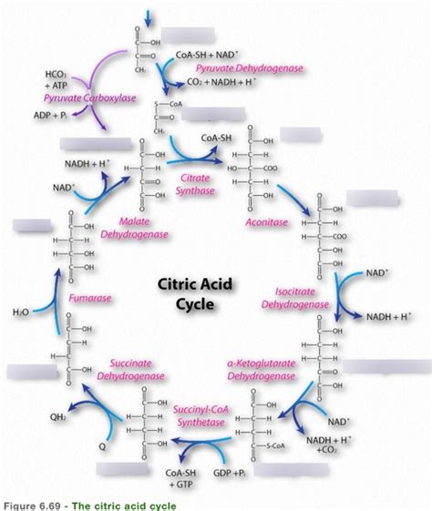 Citric Acid Cycle Compounds Intermediates Diagram Quizlet