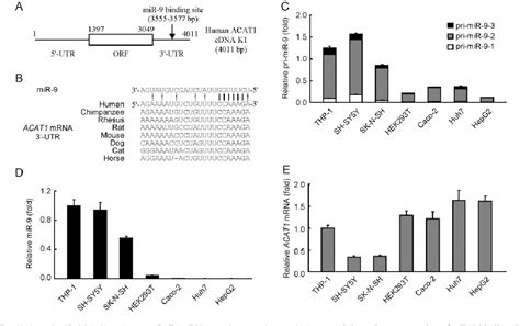 Figure From Mir Reduces Human Acyl Coenzyme A Cholesterol