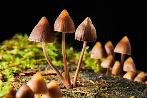 Psilocybe Semilanceata Mushrooms Growing On A Trunk In The Forest